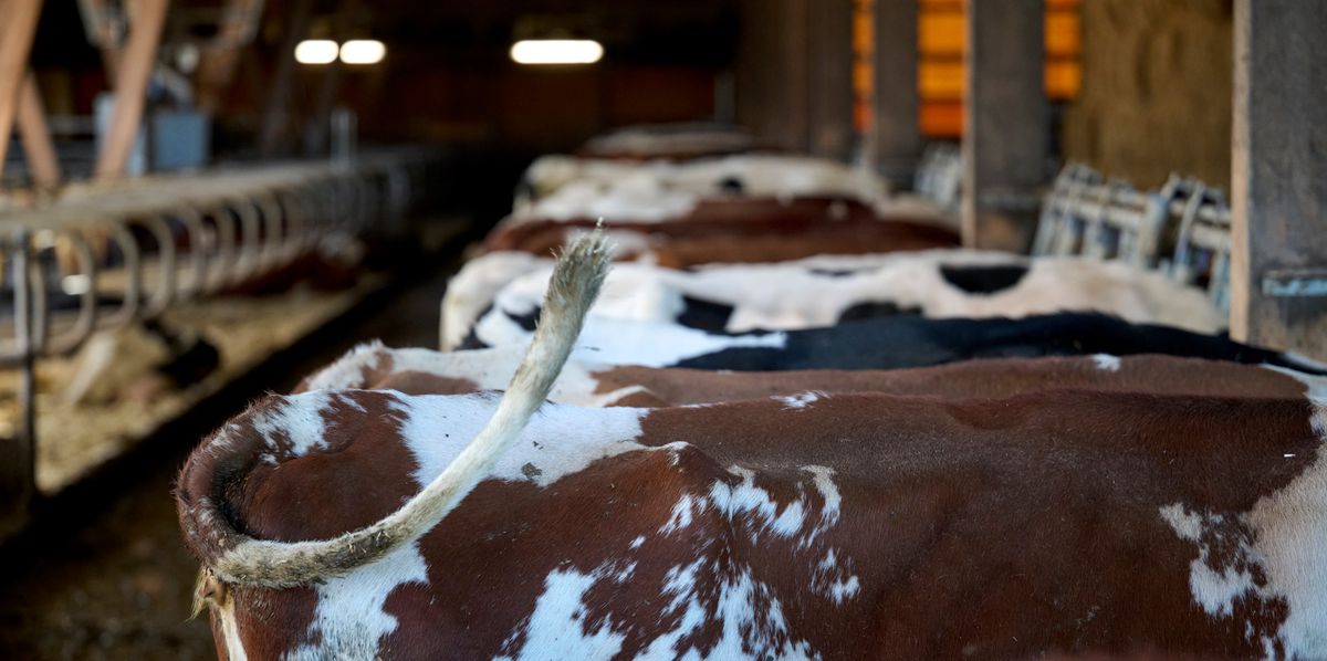 Eine Motion fordert vom Gemeinderat, dass die Landwirtschaftsbetriebe der Stadt Bern auf Bio umgestellt werden. Betroffen wäre auch der Milchwirtschaftsbetrieb von Simon Zehnder. Der ist im Moment aber gegen eine Umstellung. © Adrian Moser / Tamedia AG