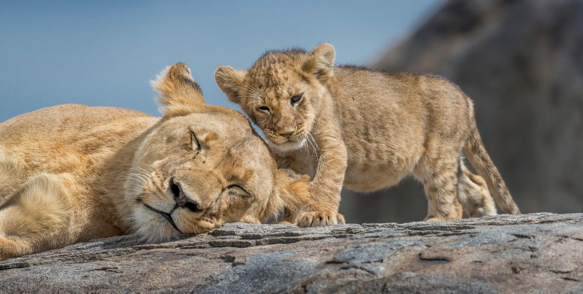 Lion cub snuggling with lioness