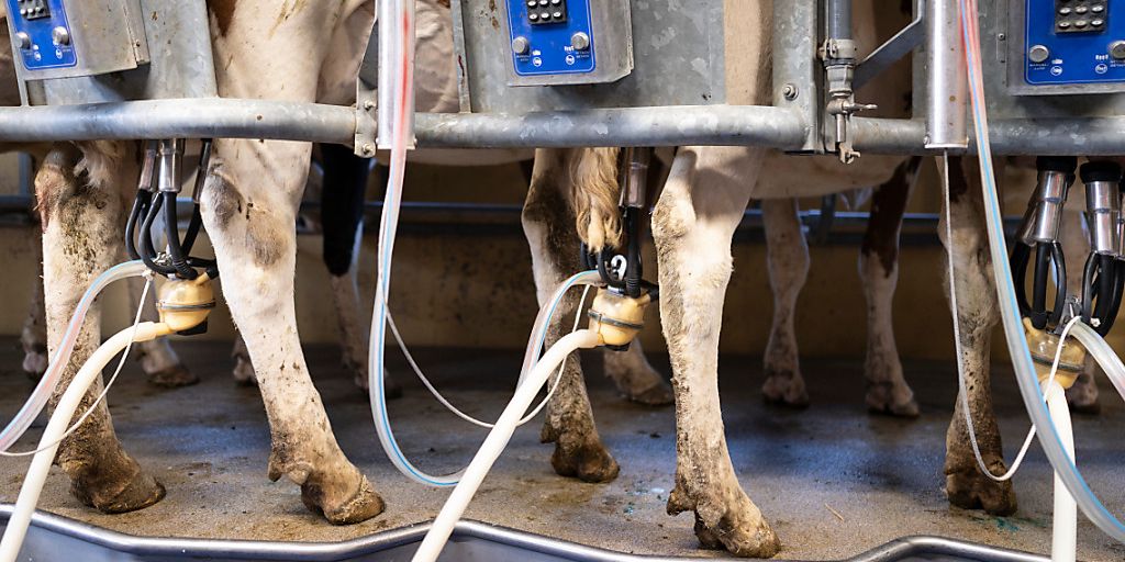 Die Berner Bauern fordern von der Branchenorganisation Milch eine Erhöhung des A-Richtpreises um mindestens fünf Rappen. (Symbolbild)
