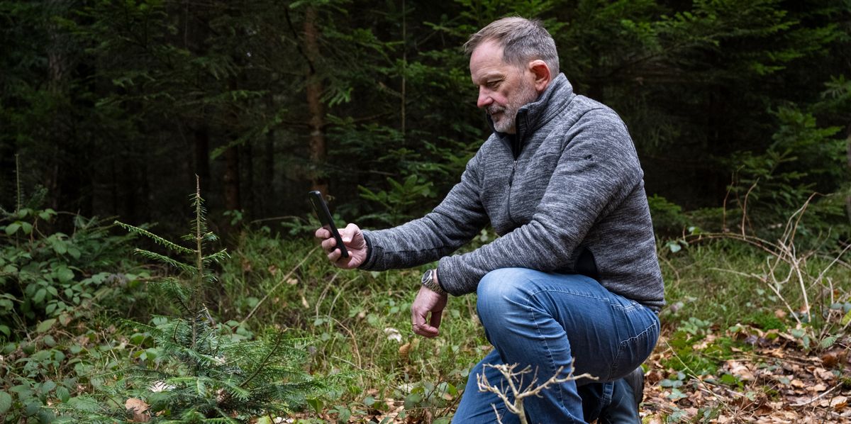 Beat Zaugg bei der Beweissicherung: Der Präsident der Berner Waldbesitzer fotografiert ein vom Reh angefressenes Weisstännchen.